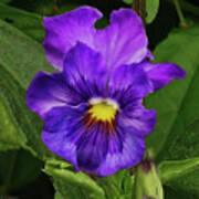 Pretty Purple Pansie Poster