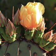 Prickly Pear Cactus Poster