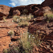 Prickly Pear Slope Poster