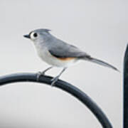 Profile Of A Tufted Titmouse Poster