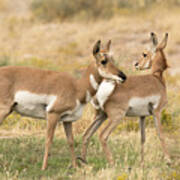 Pronghorns In The West Desert Poster