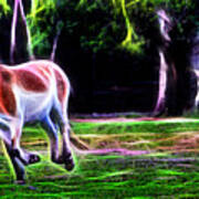 Przewalski's Horse Feels The Earth Poster