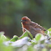 Puffed Up Red House Finch Poster