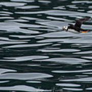 Puffin With Dinner Poster