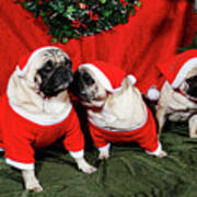 Pugs Dressed As Father-christmas Poster
