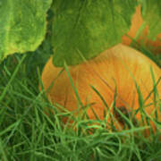 Pumpkin - Ready For Harvest Poster