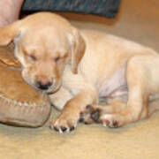 Puppy Sleeping On Daddy's Foot Poster