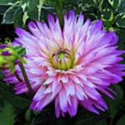 Purple And White Dahlia Poster