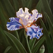 Purple And White Iris Poster