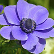 Purple Anemone Poster