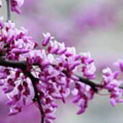 Purple Blossom Poster