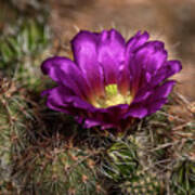Purple Cactus Flower Poster