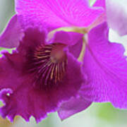 Purple Cattleya Orchid Macro Poster
