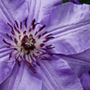 Purple Clematis Blossom Poster