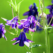 Purple Columbine #2 Poster