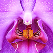 Purple Face In The Orchid. Poster