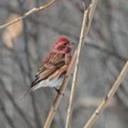 Purple Finch Poster