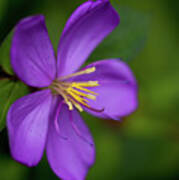 Purple Flower Macro Poster