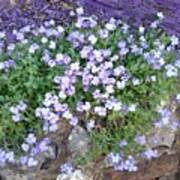 Purple Flower Textured Photo 1028b Poster