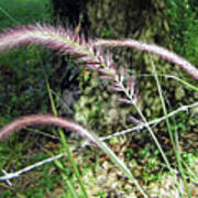 Purple Fountain Grass Poster