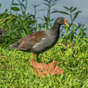 Common Moorehen Poster