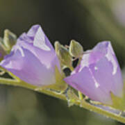 Purple Globemallow Wildflowers Poster