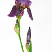 Purple Iris Flower And Bud Poster
