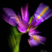 Purple Iris Poster