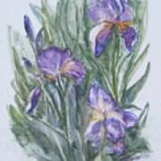 Purple Iris Watercolor Poster