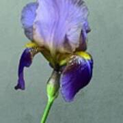 Purple Iris With Bud Poster