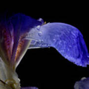 Purple Iris With Water Drops Poster