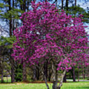Purple Lily Magnolia Poster