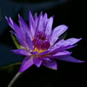 Purple Lotus Waterlily Poster
