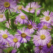 Purple Mountain Asters Poster