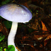 Purple Mushroom Russula Cyanoxantha Poster