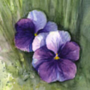 Purple Pansies Watercolor Poster