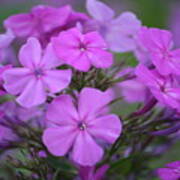 Purple Phlox Poster