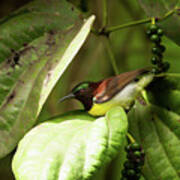 Purple-rumped Sunbird Poster