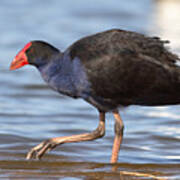 Purple Swamphen Poster