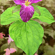 Purple Trillium Flower In The Blue Ridge Poster