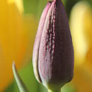 Purple Tulip Bud Poster