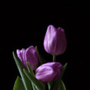 Purple Tulips Poster