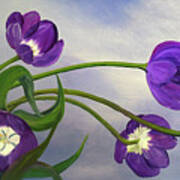 Purple Tulips Poster