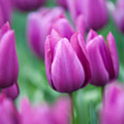 Purple Tulips Of Keukenhof Poster