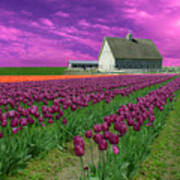 Purple Tulips With Pink Sky Poster