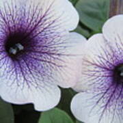 Purple-veined Petunias Poster