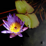 Purple Water Lily Poster