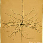 Pyramidal Cell In Cerebral Cortex, Cajal Poster