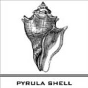 Pyrula Shell Poster