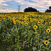 Quarry Hill Sunflowers Poster
